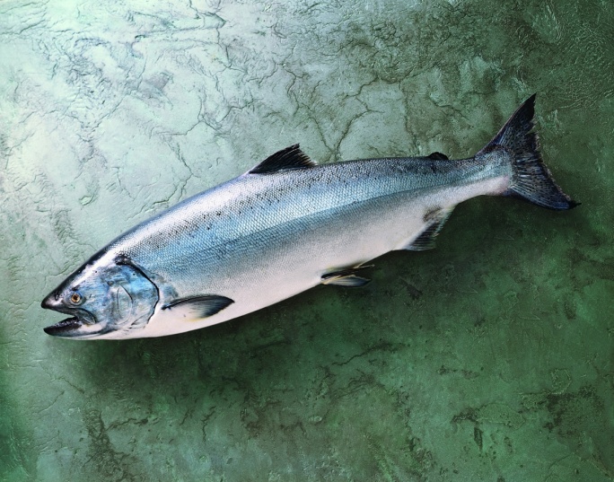 Fresh King Salmon - Wholesale